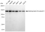 SF3B3 Antibody in Western Blot (WB)
