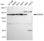 Mgea5 Antibody in Western Blot (WB)