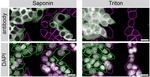 Mgea5 Antibody in Immunocytochemistry (ICC/IF)