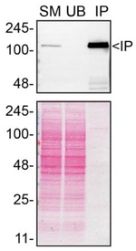 Mgea5 Antibody in Immunoprecipitation (IP)