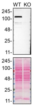 Mgea5 Antibody