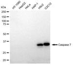Caspase 7 Antibody in Western Blot (WB)