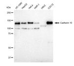 CDH10 Antibody in Western Blot (WB)