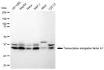 TCEA1 Antibody in Western Blot (WB)