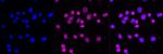 OLIG1 Recombinant Rabbit Monoclonal Antibody (23GB2350)