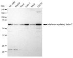 IRF7 Antibody in Western Blot (WB)