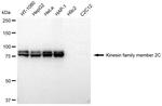 MCAK Antibody in Western Blot (WB)