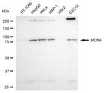 MCM4 Antibody in Western Blot (WB)