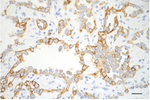 CD8 alpha Antibody in Immunohistochemistry (Paraffin) (IHC (P))