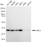 CD8 alpha Antibody in Western Blot (WB)