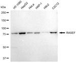 RASEF Antibody in Western Blot (WB)
