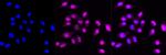 c-Rel Antibody in Immunocytochemistry (ICC/IF)