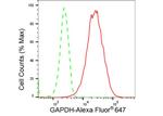 GAPDH Antibody in Flow Cytometry (Flow)
