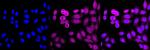 GAPDH Antibody in Immunocytochemistry (ICC/IF)