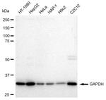 GAPDH Antibody in Western Blot (WB)
