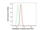 Cathepsin H Antibody in Flow Cytometry (Flow)