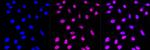 CPSF3 Antibody in Immunocytochemistry (ICC/IF)