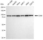 CHM Recombinant Rabbit Monoclonal Antibody (23GB3065)
