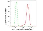 CDC25B Antibody in Flow Cytometry (Flow)
