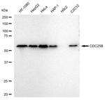 CDC25B Antibody in Western Blot (WB)