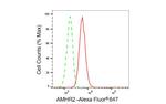 AMHR2 Antibody in Flow Cytometry (Flow)