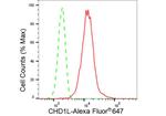 CHD1L Antibody in Flow Cytometry (Flow)
