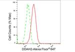 DDAH2 Antibody in Flow Cytometry (Flow)
