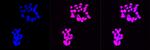 CHRNA5 Recombinant Rabbit Monoclonal Antibody (23GB3775)