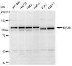 eIF3b Antibody in Western Blot (WB)