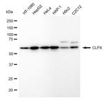 CLPX Antibody in Western Blot (WB)