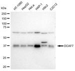 DCAF7 Antibody in Western Blot (WB)