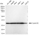 Cyclin D3 Antibody in Western Blot (WB)
