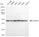 DAZAP1 Recombinant Rabbit Monoclonal Antibody (23GB3540)