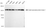 DAPK1 Antibody in Western Blot (WB)