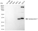 Apolipoprotein F Antibody in Western Blot (WB)