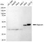 Biglycan Antibody in Western Blot (WB)