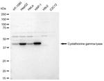 CTH Antibody in Western Blot (WB)