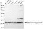 AKAP14 Antibody in Western Blot (WB)
