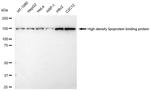 HDLBP Antibody in Western Blot (WB)