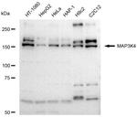 MEKK4 Antibody in Western Blot (WB)