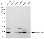 PSMB9 Antibody in Western Blot (WB)