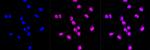 SKP1 Recombinant Rabbit Monoclonal Antibody (23GB4140)