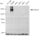 MRP2 Antibody in Western Blot (WB)