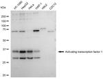 ATF1 Antibody in Western Blot (WB)