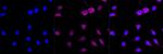 ATOH1 Recombinant Rabbit Monoclonal Antibody (23GB4335)