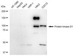 Phospho-Vimentin (Ser39) Antibody in Western Blot (WB)
