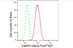 CaMKII Pan Antibody in Flow Cytometry (Flow)