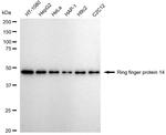 RNF14 Antibody in Western Blot (WB)