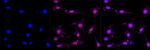 Band 3 Recombinant Rabbit Monoclonal Antibody (23GB4625)