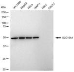 MCT1 Antibody in Western Blot (WB)